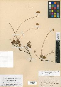 Eriogonum marifolium image