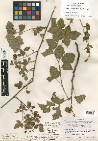 Rubus steelei image