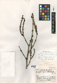 Coccoloba escuintlensis image