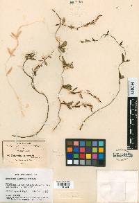 Cynanchum maccartii image