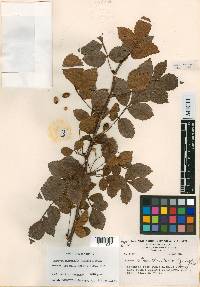 Bursera citronella image
