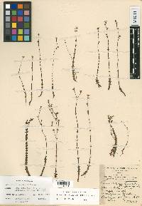 Acisanthera crassipes image