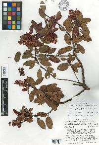 Arbutus occidentalis image