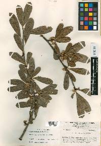 Bursera crenata image