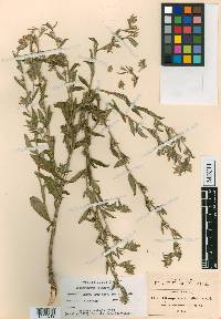 Lithospermum pringlei image