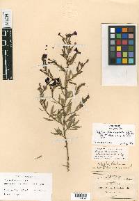 Cuphea lanceolata image