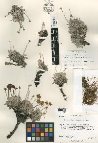Eriogonum lewisii image