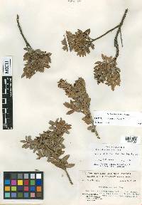 Pernettya prostrata image