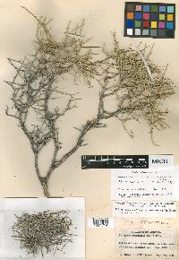 Eriogonum heermannii var. subracemosum image