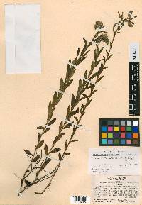 Lithospermum muelleri image