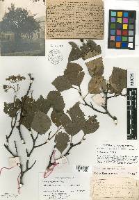 Crataegus succulenta image