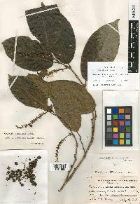 Coccoloba lehmannii image