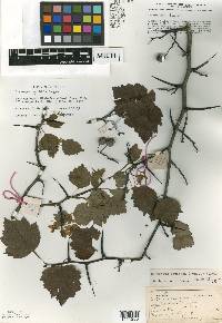 Crataegus pruinosa image