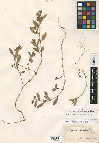 Polygonum fowleri image