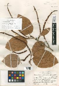 Coccoloba spicata image