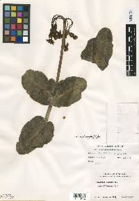 Asclepias amplexicaulis image