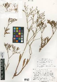 Eriogonum mortonianum image