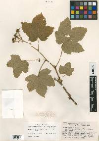 Rubus parviflorus image