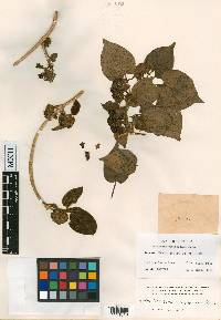 Ruehssia altissima image