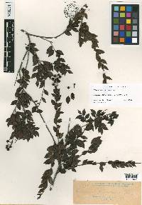 Vaccinium gitingense image