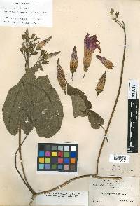 Ipomoea magnifolia image