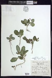 Stenandrium chameranthemoideum image