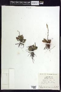 Stenandrium droseroides image