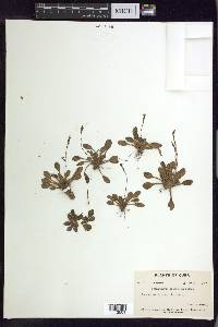 Stenandrium droseroides image