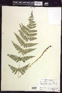 Dryopteris × triploidea image