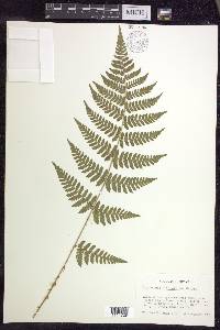 Dryopteris × triploidea image