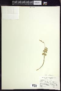 Botrychium neolunaria image