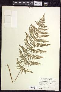 Dryopteris × triploidea image