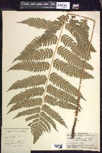 Dryopteris goldieana image