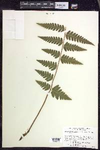 Dryopteris clintoniana image