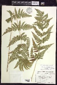 Dryopteris × triploidea image