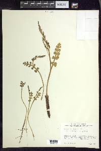 Botrychium minganense image