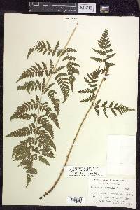 Dryopteris × triploidea image