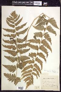 Dryopteris clintoniana image