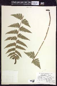 Dryopteris clintoniana image