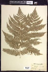 Dryopteris goldieana image