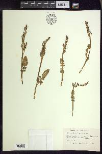 Botrychium minganense image