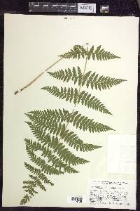 Dryopteris × triploidea image