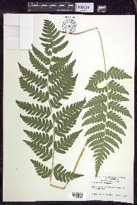 Dryopteris clintoniana image