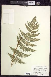 Dryopteris × triploidea image