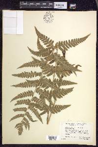 Dryopteris clintoniana image