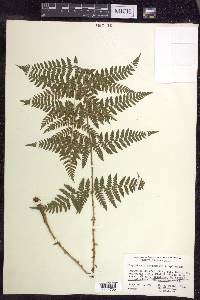 Dryopteris × triploidea image