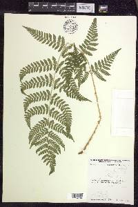 Dryopteris × triploidea image