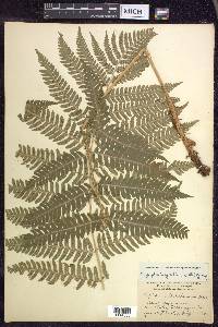 Dryopteris goldieana image