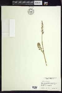 Botrychium minganense image