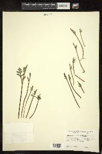 Botrychium matricariifolium image